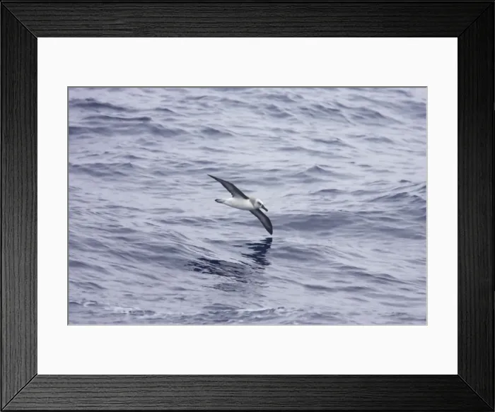 Framed Print : Grey Headed Albatross - In flight over sea Diomedea chrysostoma Drake Passage Antarctica BI012370 Framed Print : Grey Headed Albatross - In flight over sea Diomedea chrysostoma Drake Passage Antarctica BI012370