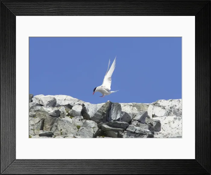 Framed Print : Antarctic Tern - Coming in to land at breeding site Sterna vittata Half Moon Island Antarctica BI012479 Framed Print : Antarctic Tern - Coming in to land at breeding site Sterna vittata Half Moon Island Antarctica BI012479