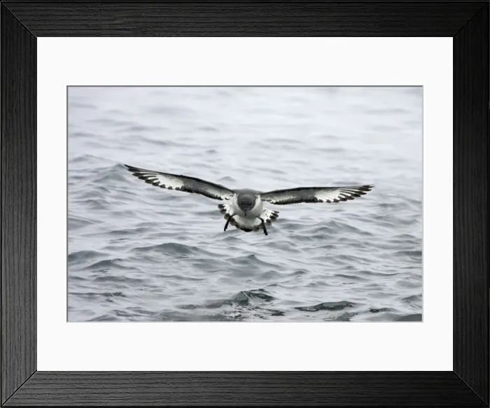 Framed Print : Cape Petrel - Coming in to land Daption capense Brown Bluff Antarctica BI012622 Framed Print : Cape Petrel - Coming in to land Daption capense Brown Bluff Antarctica BI012622