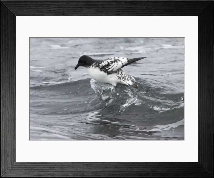 Framed Print : Cape Petrel - Riding Wave Brown Bluff Antarctica BI012685 Framed Print : Cape Petrel - Riding Wave Brown Bluff Antarctica BI012685