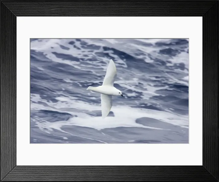 Framed Print : Snow Petrel - In flight over sea Pagodroma nivea Antarctic Penninsular BI012708 Framed Print : Snow Petrel - In flight over sea Pagodroma nivea Antarctic Penninsular BI012708