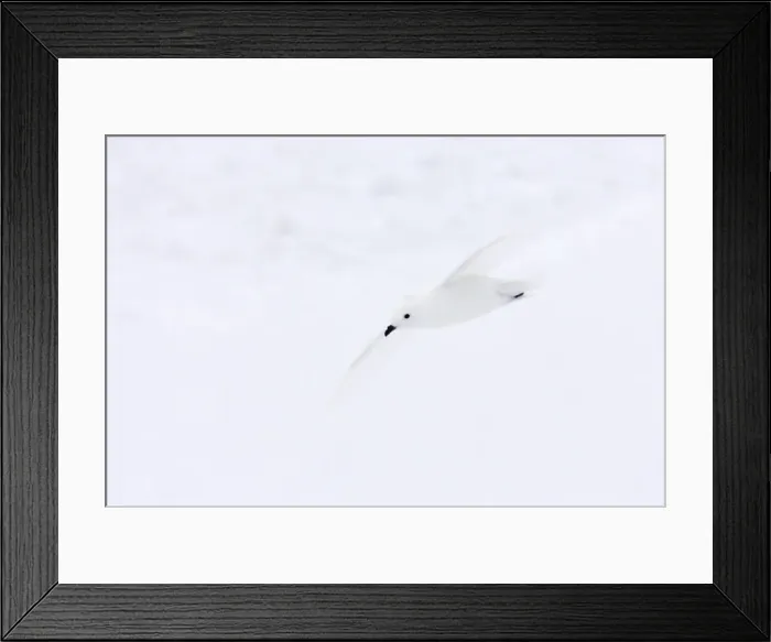 Framed Print : Snow Petrel - In flight Pagodroma nivea Antarctic Penninsular BI012735