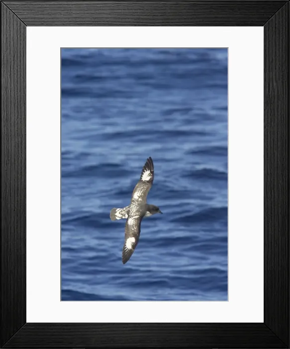 Framed Print : Cape Petrel - In Flight Daption capense Antarctic Ocean BI012592 Framed Print : Cape Petrel - In Flight Daption capense Antarctic Ocean BI012592