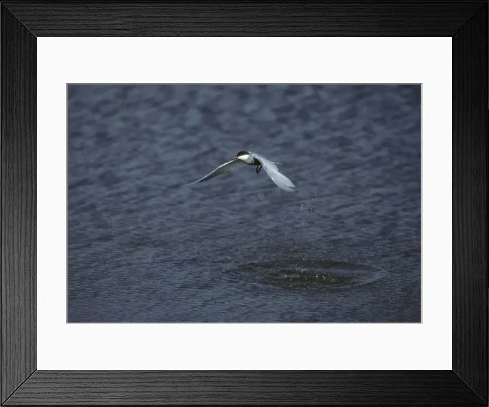 Framed Print : Whiskered Tern - Hunting for Fish Lesbos, Greece BI006911 Framed Print : Whiskered Tern - Hunting for Fish Lesbos, Greece BI006911