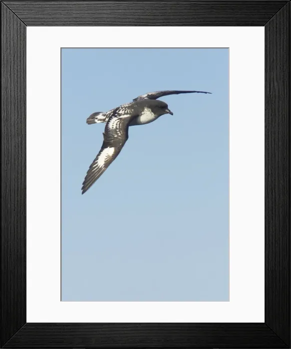 Framed Print : Cape Petrel - In Flight Daption capense Antarctic Ocean BI012574 Framed Print : Cape Petrel - In Flight Daption capense Antarctic Ocean BI012574