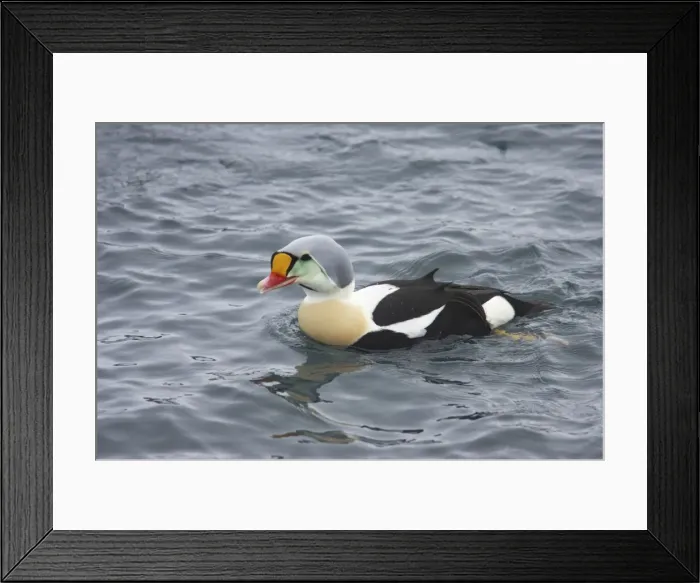 Framed Print : King Eider - Drake on Sea Somateria spectabilis Varanger Fjord Norway BI013700 Framed Print : King Eider - Drake on Sea Somateria spectabilis Varanger Fjord Norway BI013700