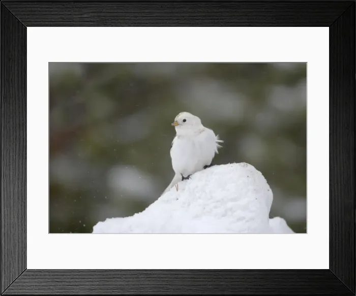 Framed Print : Snow Bunting - Searching for food in snow Plectrophenax nivalis Finnish Lapland BI013835 Framed Print : Snow Bunting - Searching for food in snow Plectrophenax nivalis Finnish Lapland BI013835