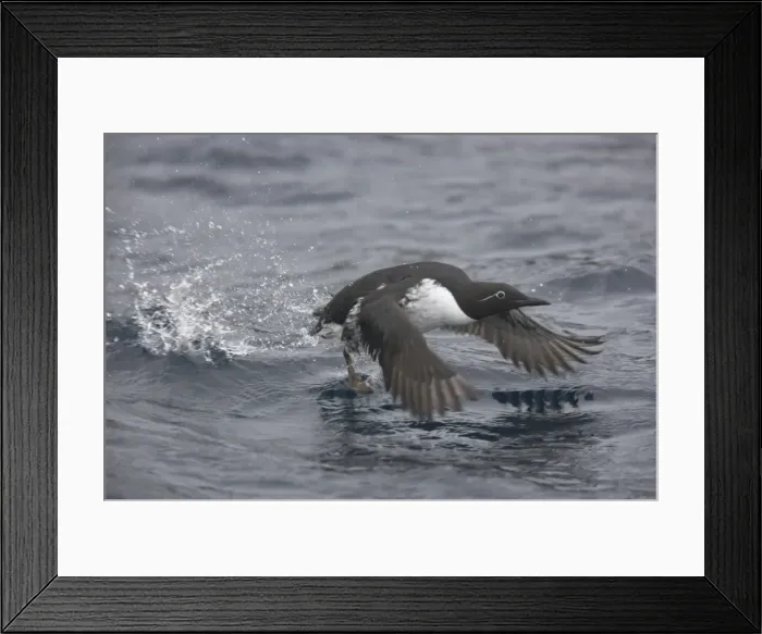 Framed Print : Common Guillemot - Taking Off from Winter Sea Uria algae Varanger Fjord Norway BI013568 Framed Print : Common Guillemot - Taking Off from Winter Sea Uria algae Varanger Fjord Norway BI013568