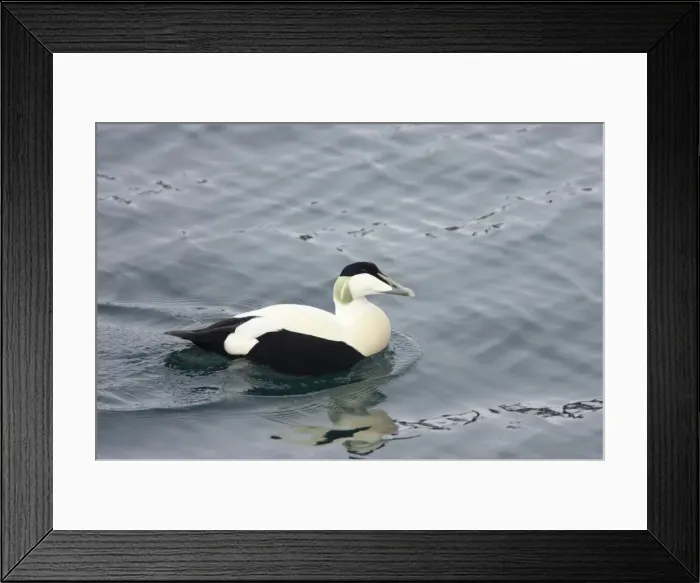 Framed Print : Common Eider - Drake Somateria mollissima Varanger Fjord Norway BI013520 Framed Print : Common Eider - Drake Somateria mollissima Varanger Fjord Norway BI013520