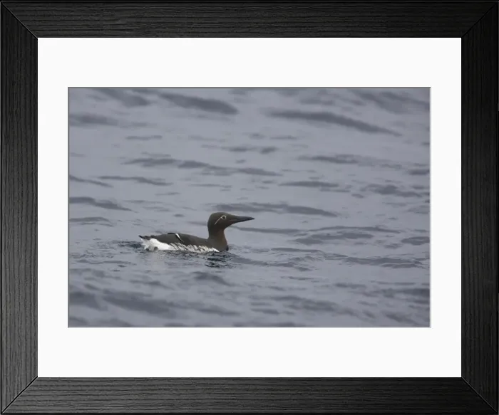 Framed Print : Common Guillemot - Bridled Form at Sea in Winter Uria algae Varanger Fjord Norway BI013556 Framed Print : Common Guillemot - Bridled Form at Sea in Winter Uria algae Varanger Fjord Norway BI013556