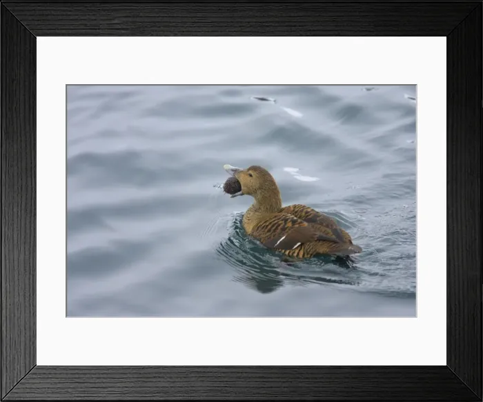 Framed Print : Common Eider - Female with Sea Urchin Somateria mollissima Varanger Fjord Norway BI013531