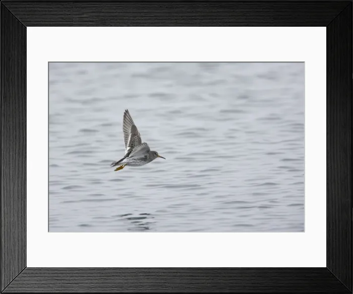 Framed Print : Purple Sandpiper - In flight Calidris maritima Varanger Fjord, Norway BI013796 Framed Print : Purple Sandpiper - In flight Calidris maritima Varanger Fjord, Norway BI013796