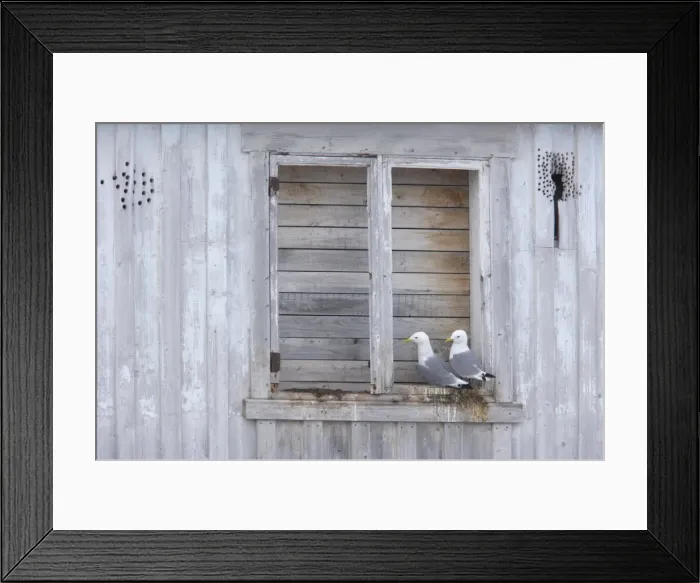 Framed Print : Kittiwake - Nesting on Building Larus tridactyla Vardo, Norway BI013719