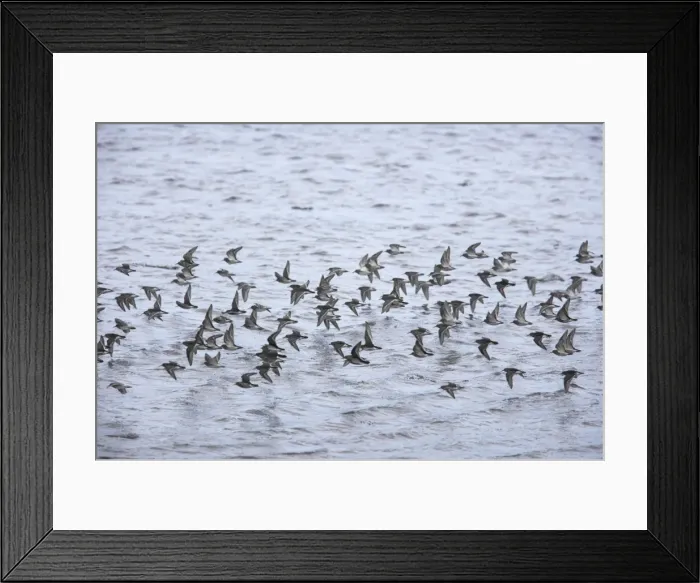Framed Print : Purple Sandpiper - Winter flock in flight Calidris maritima Varanger Fjord, Norway BI013794 Framed Print : Purple Sandpiper - Winter flock in flight Calidris maritima Varanger Fjord, Norway BI013794