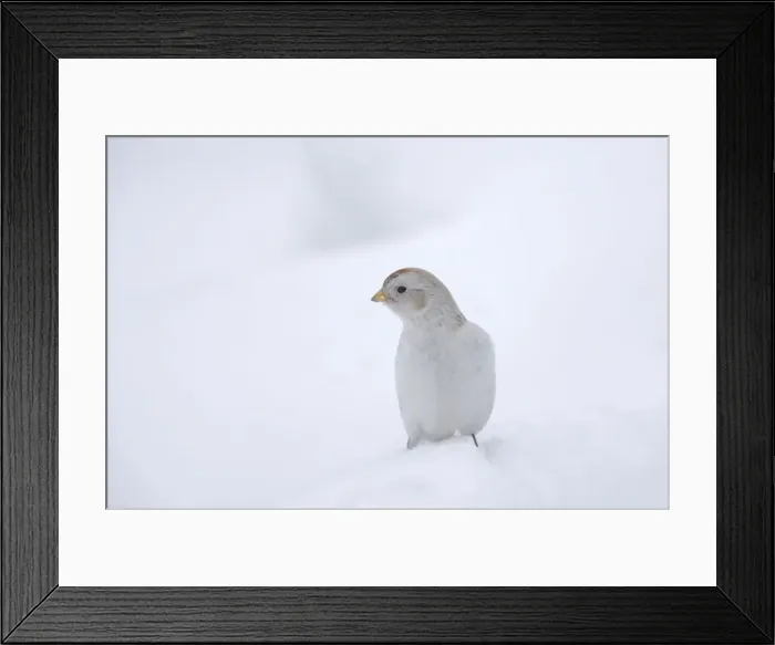 Framed Print : Snow Bunting - Searching for food in snow Plectrophenax nivalis Finnish Lapland BI013838 Framed Print : Snow Bunting - Searching for food in snow Plectrophenax nivalis Finnish Lapland BI013838