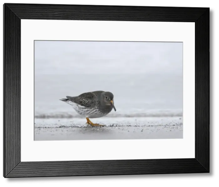 Framed Print : Purple Sandpiper - Feeding along shoreline Calidris maritima Varanger Fjord, Norway BI013808 Framed Print : Purple Sandpiper - Feeding along shoreline Calidris maritima Varanger Fjord, Norway BI013808