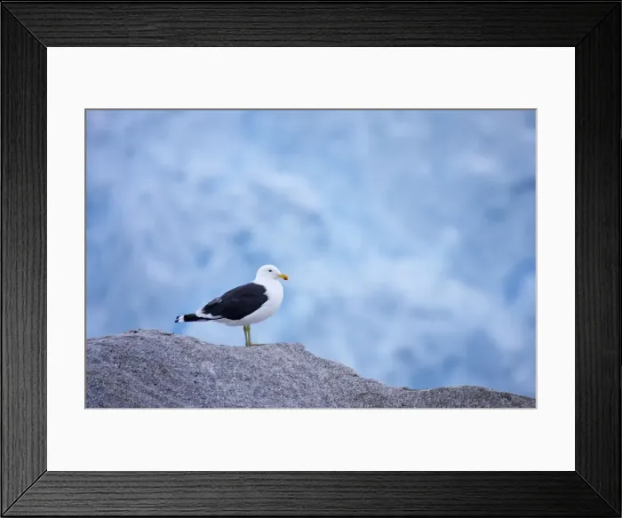 Framed Print : Kelp / Southern Black Backed Gull - On iceberg with glacier in background Larus dominicanus Neko Harbour Antarctic Penninsular BI007353 Framed Print : Kelp / Southern Black Backed Gull - On iceberg with glacier in background Larus dominicanus Neko Harbour Antarctic Penninsular BI007353