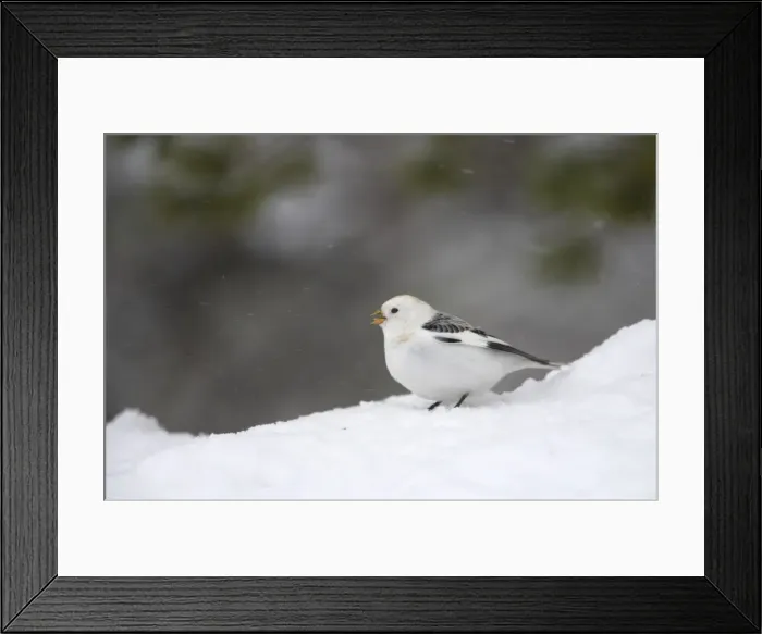 Framed Print : Snow Bunting - Singing in snow Plectrophenax nivalis Finnish Lapland BI013837 Framed Print : Snow Bunting - Singing in snow Plectrophenax nivalis Finnish Lapland BI013837
