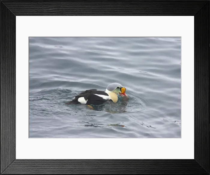Framed Print : King Eider - Drake Feeding on Sea Urchin Somateria spectabilis Varanger Fjord Norway BI013585