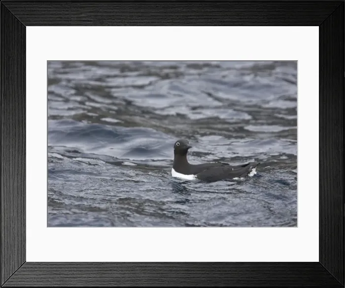 Framed Print : Common Guillemot - Bridled Form at Sea in Winter Uria algae Varanger Fjord Norway BI013560 Framed Print : Common Guillemot - Bridled Form at Sea in Winter Uria algae Varanger Fjord Norway BI013560