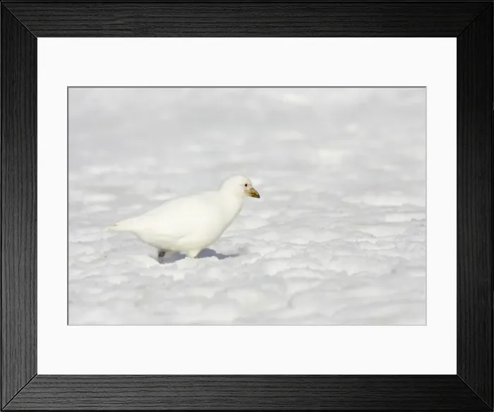 Framed Print : Snowy Sheathbill - In Snow Chionis alba Half Moon Island Antarctic Penninsular BI012775 Framed Print : Snowy Sheathbill - In Snow Chionis alba Half Moon Island Antarctic Penninsular BI012775