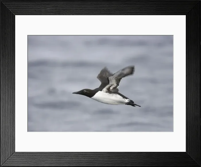 Framed Print : Common Guillemot - Flying over Winter Sea Uria algae Varanger Fjord Norway BI013574 Framed Print : Common Guillemot - Flying over Winter Sea Uria algae Varanger Fjord Norway BI013574