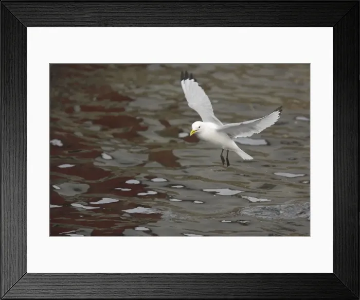 Framed Print : Kittiwake - Taking off from water Larus tridactyla Varanger Fjord, Norway BI013741 Framed Print : Kittiwake - Taking off from water Larus tridactyla Varanger Fjord, Norway BI013741