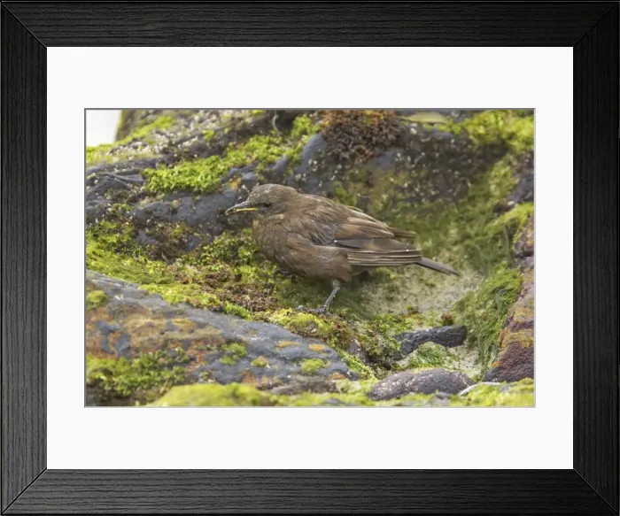 Framed Print : Blackish Cinclodes or Tussac-Bird - Feeding on rocky shoreline Cinclodes antarcticus Carcass Island Falklands BI007252 Framed Print : Blackish Cinclodes or Tussac-Bird - Feeding on rocky shoreline Cinclodes antarcticus Carcass Island Falklands BI007252
