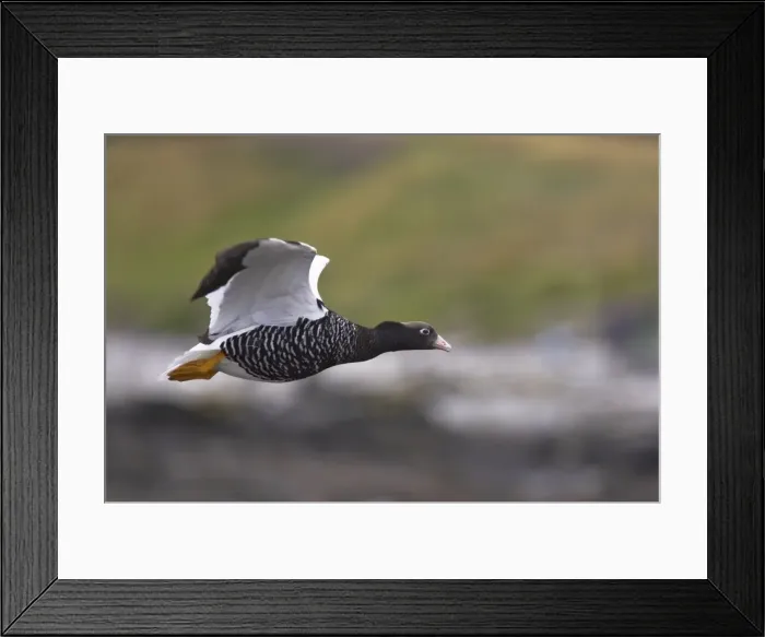 Framed Print : Kelp Goose - Female in flight Chloephaga hybrida Carcass Island Falklands BI007364 Framed Print : Kelp Goose - Female in flight Chloephaga hybrida Carcass Island Falklands BI007364