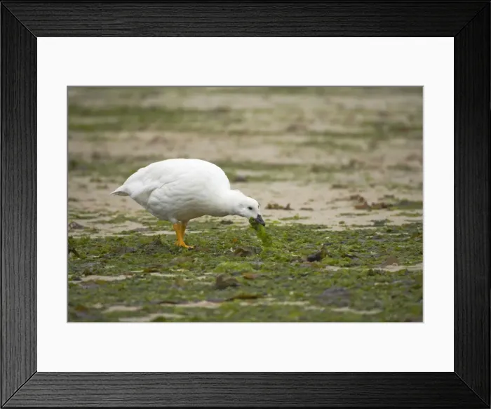 Framed Print : Kelp Goose - Male feeding on kelp at low tide Chloephaga hybrida New Island Falklands BI007373 Framed Print : Kelp Goose - Male feeding on kelp at low tide Chloephaga hybrida New Island Falklands BI007373