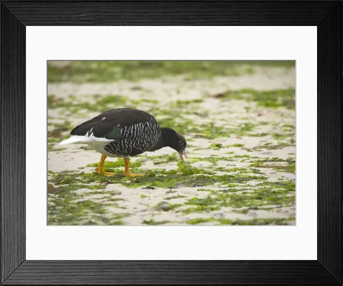 Framed Print : Kelp Goose - Female feeding on kelp at low tide Chloephaga hybrida New Island Falklands BI007375 Framed Print : Kelp Goose - Female feeding on kelp at low tide Chloephaga hybrida New Island Falklands BI007375