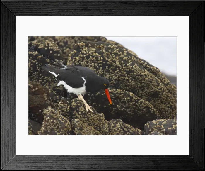 Framed Print : Magellanic Oystercatcher - Searching for food at low tide Hamatopus leucopodus Carcass Island Falklands BI007403 Framed Print : Magellanic Oystercatcher - Searching for food at low tide Hamatopus leucopodus Carcass Island Falklands BI007403