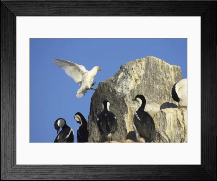 Framed Print : Snowy Sheathbill - Coming in to land in Antarctic Shag nesting area Chionis alba Paulette Island Antarctic Penninsular BI007462 Framed Print : Snowy Sheathbill - Coming in to land in Antarctic Shag nesting area Chionis alba Paulette Island Antarctic Penninsular BI007462