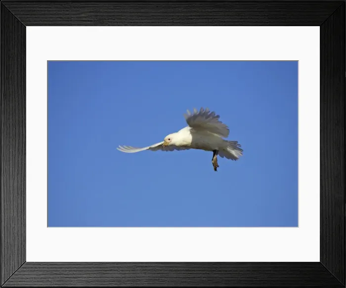 Framed Print : Snowy Sheathbill - In flight Chionis alba Paulette Island Antarctic Penninsular BI007471 Framed Print : Snowy Sheathbill - In flight Chionis alba Paulette Island Antarctic Penninsular BI007471