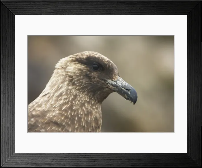 Framed Print : Antarctic Skua - Head Catharacta antarctica New Island Falklands BI008516 Framed Print : Antarctic Skua - Head Catharacta antarctica New Island Falklands BI008516