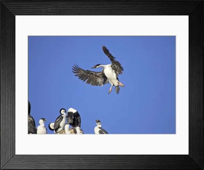 Framed Print : Antarctic Shag - Coming in to land Phalacrocorax bransfieldensis Paulette Island Antarctic Penninsular BI008545 Framed Print : Antarctic Shag - Coming in to land Phalacrocorax bransfieldensis Paulette Island Antarctic Penninsular BI008545