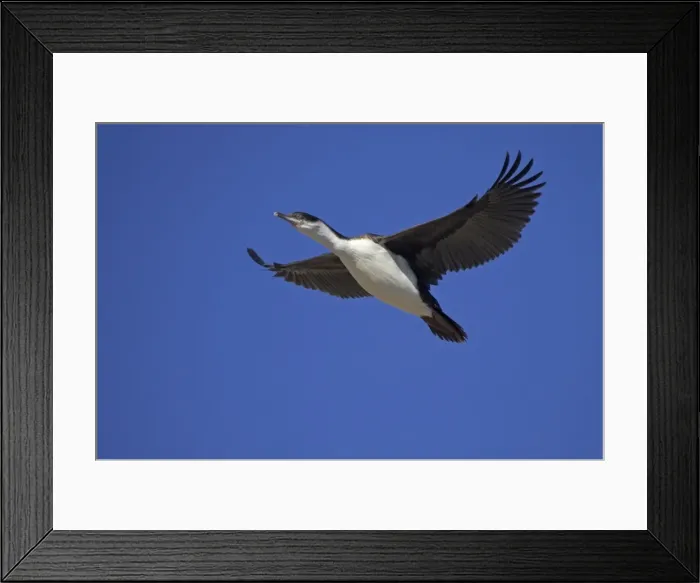 Framed Print : Antarctic Shag - Juvenile in flight Phalacrocorax bransfieldensis Paulette Island Antarctic Penninsular BI008555 Framed Print : Antarctic Shag - Juvenile in flight Phalacrocorax bransfieldensis Paulette Island Antarctic Penninsular BI008555