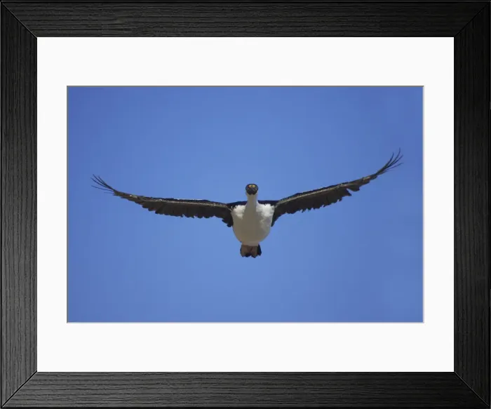 Framed Print : Antarctic Shag - In flight Phalacrocorax bransfieldensis Paulette Island Antarctic Penninsular BI008559 Framed Print : Antarctic Shag - In flight Phalacrocorax bransfieldensis Paulette Island Antarctic Penninsular BI008559
