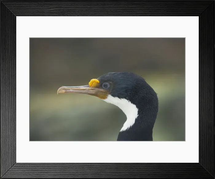Framed Print : Falklands Shag - Head Phalacrocorax albiventer New Island Falklands BI008580 Framed Print : Falklands Shag - Head Phalacrocorax albiventer New Island Falklands BI008580