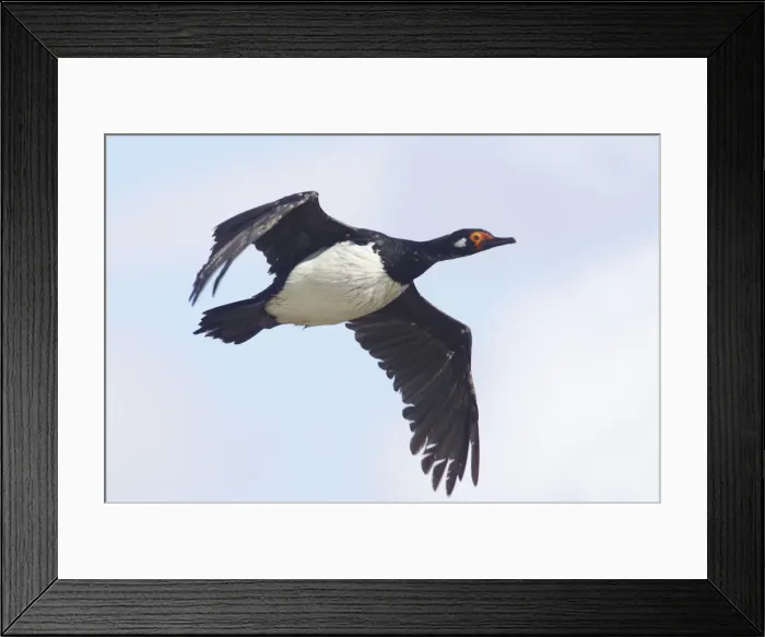 Framed Print : Rock Shag - In flight Phalocrocorax magellanicus Stanley Falklands BI008586 Framed Print : Rock Shag - In flight Phalocrocorax magellanicus Stanley Falklands BI008586