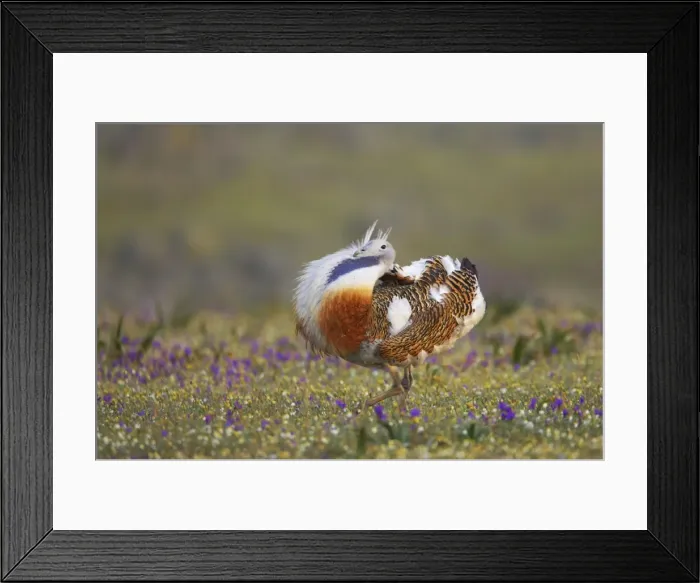 Framed Print : Great Bustard - Male displaying Otis tarda Extemadura, Spain BI009172 Framed Print : Great Bustard - Male displaying Otis tarda Extemadura, Spain BI009172