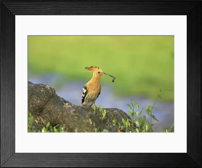 Framed Print : Hoopoe - Bring food to the nest Upupa epops Extremadura, Spain BI009233 Framed Print : Hoopoe - Bring food to the nest Upupa epops Extremadura, Spain BI009233