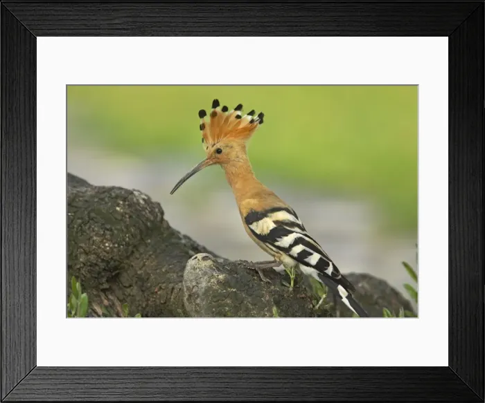 Framed Print : Hoopoe Upupa epops Extremadura, Spain BI009239 Framed Print : Hoopoe Upupa epops Extremadura, Spain BI009239