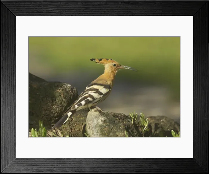 Framed Print : Hoopoe - Calling Upupa epops Extremadura, Spain BI009249 Framed Print : Hoopoe - Calling Upupa epops Extremadura, Spain BI009249
