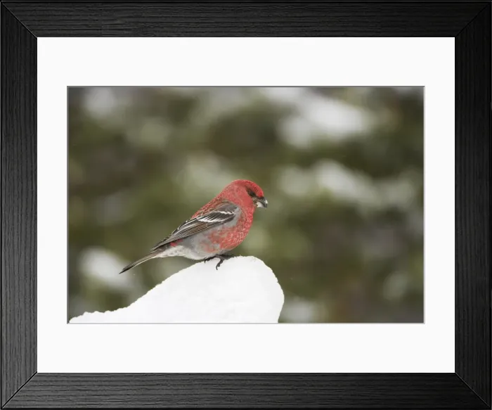 Framed Print : Pine Grosbeak - Male on feeding in snow Pinicola enucleator Finnish Lapland BI013822