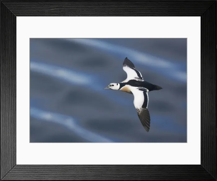 Framed Print : Steller's Eider - Drake in flight Polysticta stelleri Varanger Fjord, Norway BI013870 Framed Print : Steller's Eider - Drake in flight Polysticta stelleri Varanger Fjord, Norway BI013870