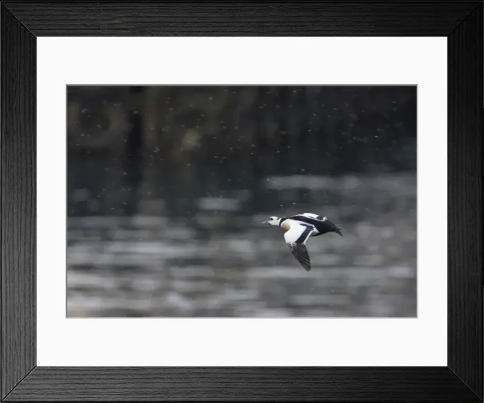 Framed Print : Steller's Eider - Drake in flight Polysticta stelleri Varanger Fjord, Norway BI013891 Framed Print : Steller's Eider - Drake in flight Polysticta stelleri Varanger Fjord, Norway BI013891