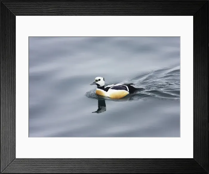 Framed Print : Steller's Eider - Drake Polysticta stelleri Varanger Fjord, Norway BI013956 Framed Print : Steller's Eider - Drake Polysticta stelleri Varanger Fjord, Norway BI013956