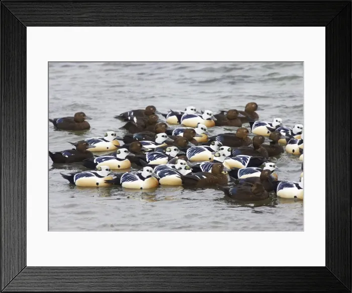 Framed Print : Steller's Eider - Tightly packed winter flock Polysticta stelleri Varanger Fjord, Norway BI013971 Framed Print : Steller's Eider - Tightly packed winter flock Polysticta stelleri Varanger Fjord, Norway BI013971