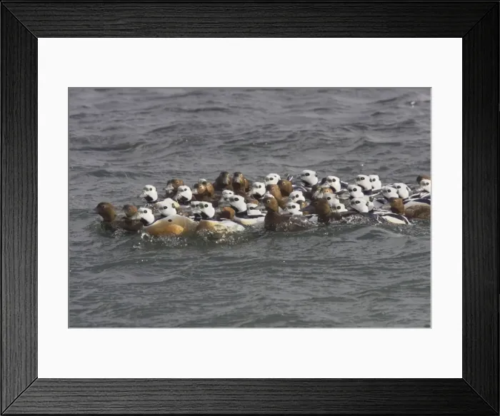 Framed Print : Steller's Eider - Tightly packed winter flock Polysticta stelleri Varanger Fjord, Norway BI013978 Framed Print : Steller's Eider - Tightly packed winter flock Polysticta stelleri Varanger Fjord, Norway BI013978